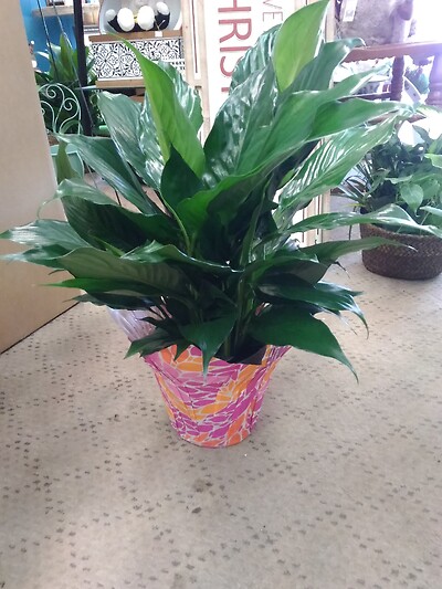 6 inch Peace lily