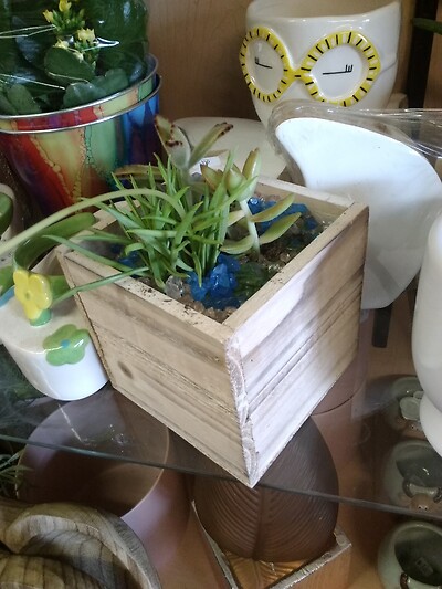 Succulent boxes