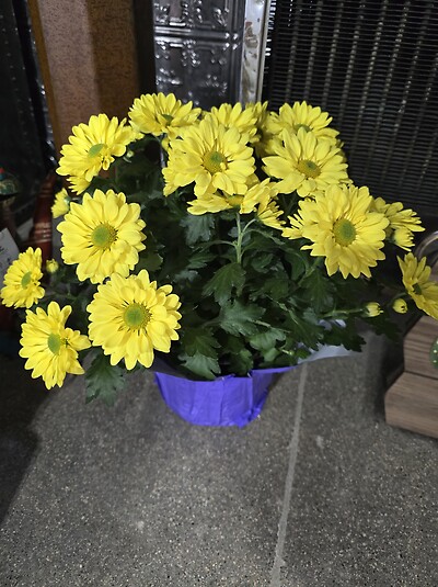 Mum plant