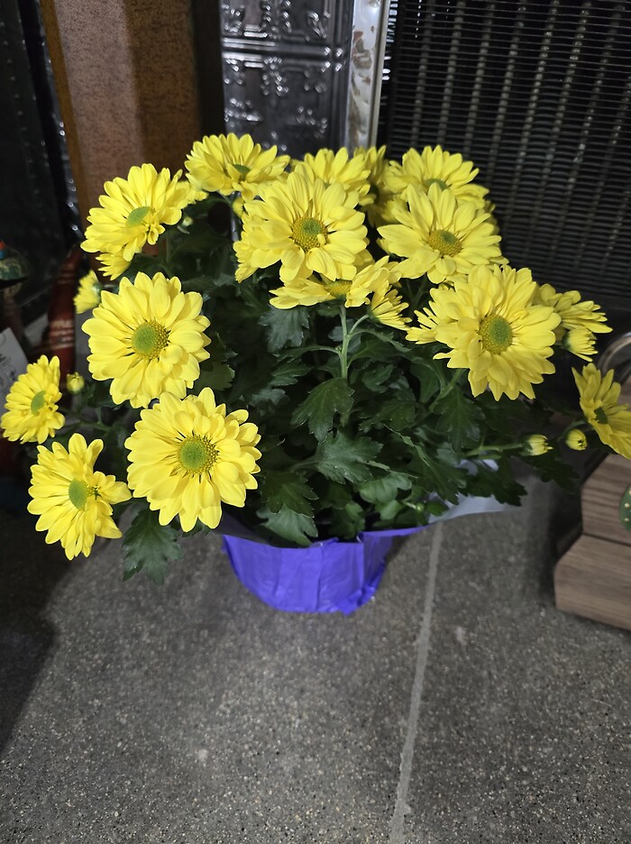 Mum plant
