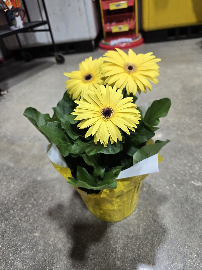 Gerbera plant