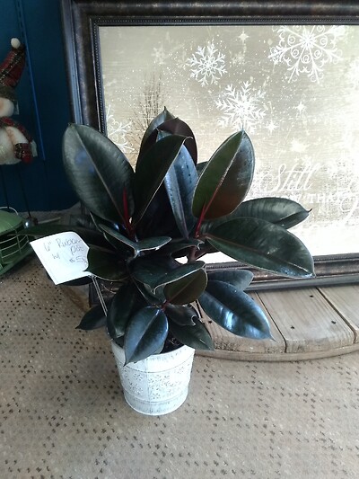 6 inch rubbertree in tin