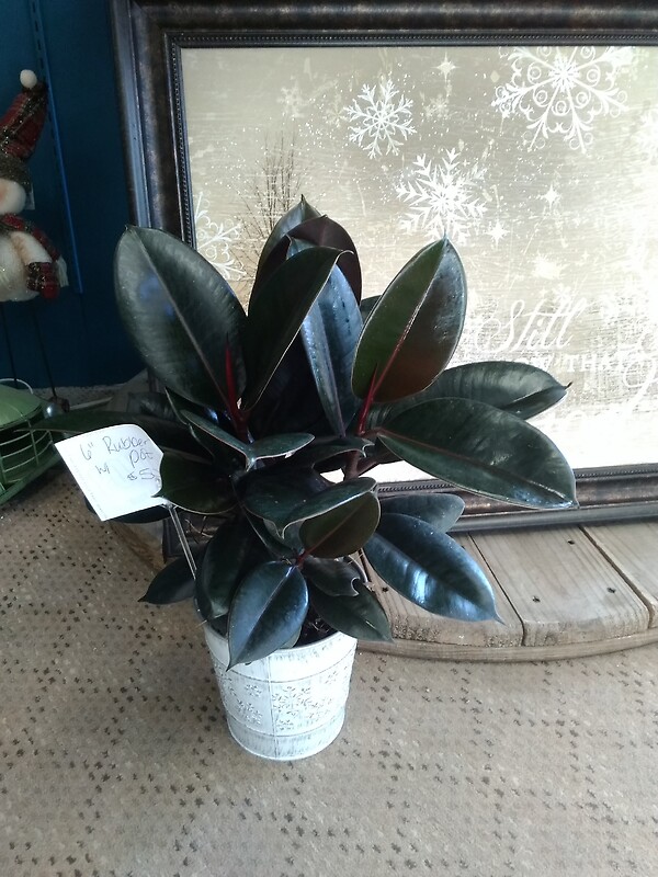 6 inch rubbertree in tin