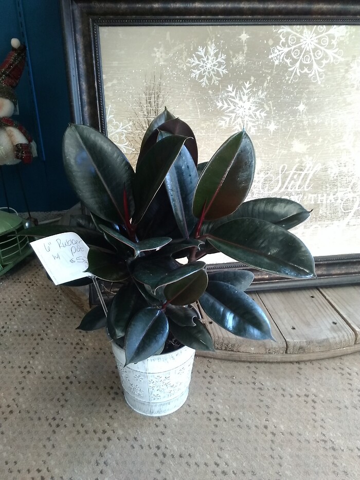 6 inch rubbertree in tin