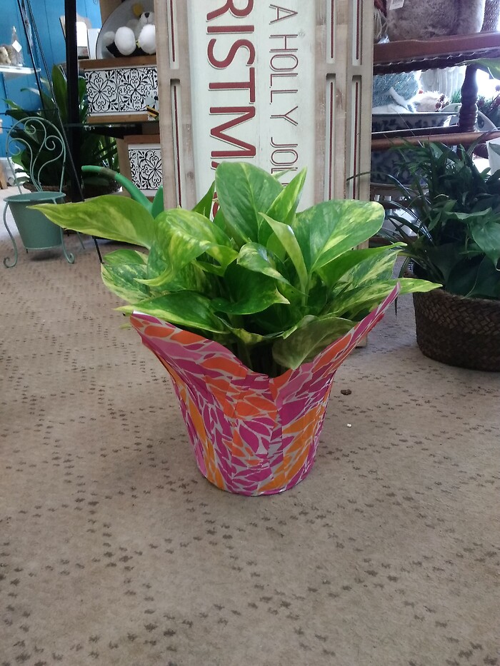 6 inch Pothos