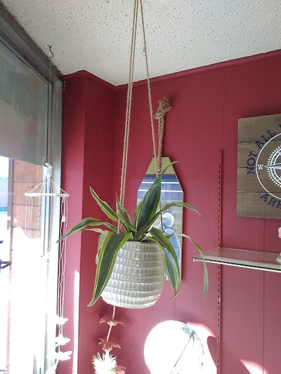 4 inch Dracaena in ceramic hanging pot