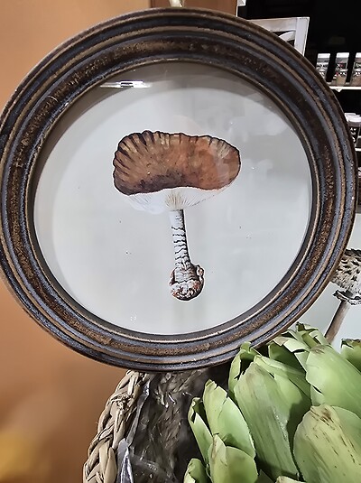 Mushroom picture