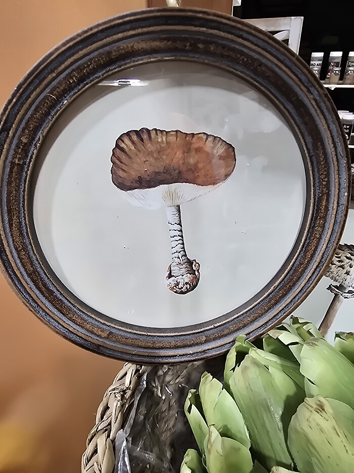 Mushroom picture