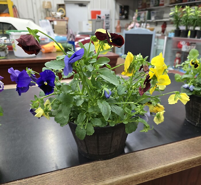 Pansy bucket
