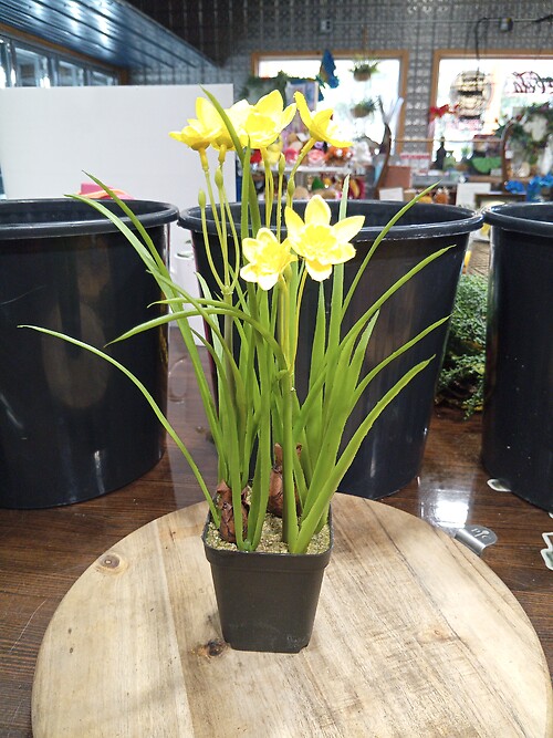 Fake Daffodil
