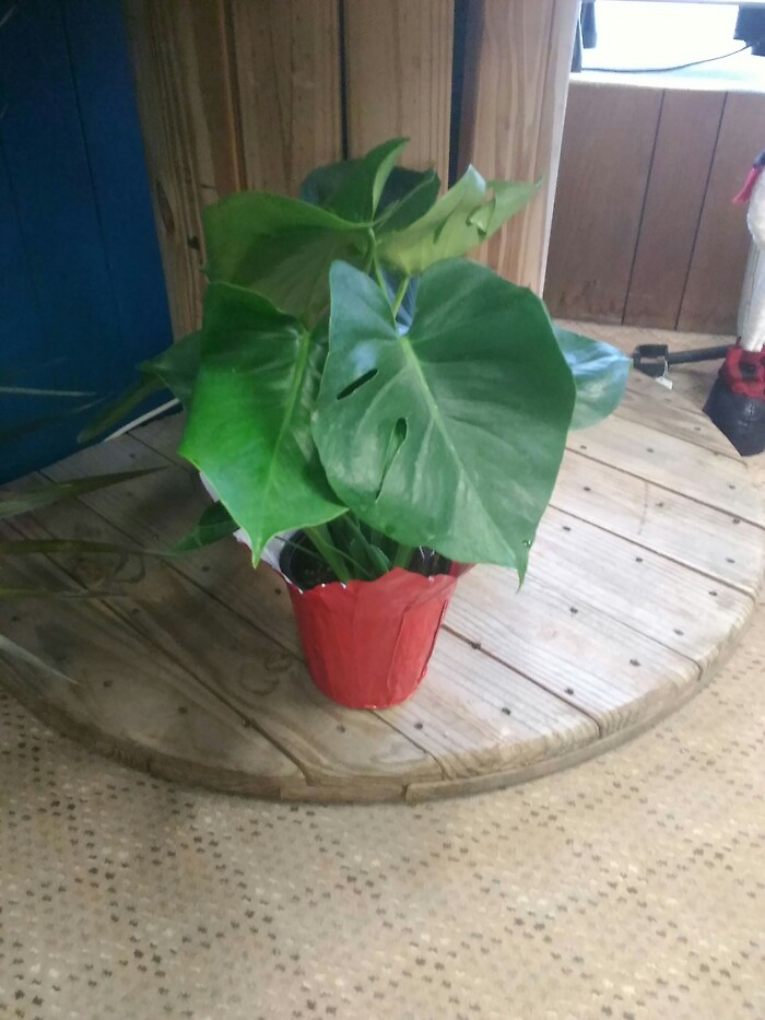 6 inch split leaf