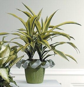 Dracaena