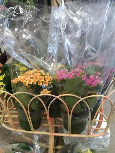4 inch kalanchoe
