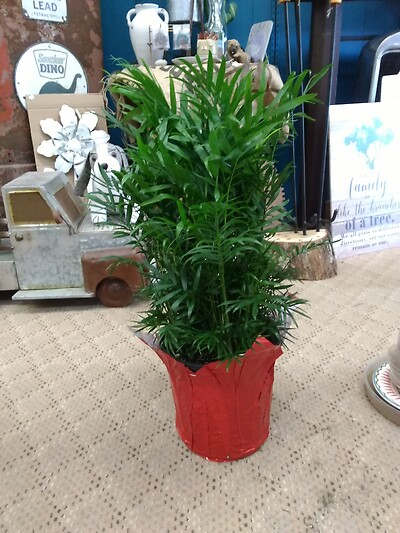 8 inch Parlor palm