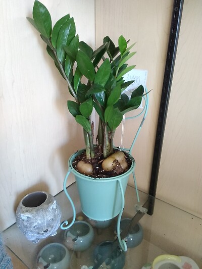 6 inch ziggy in chair planter