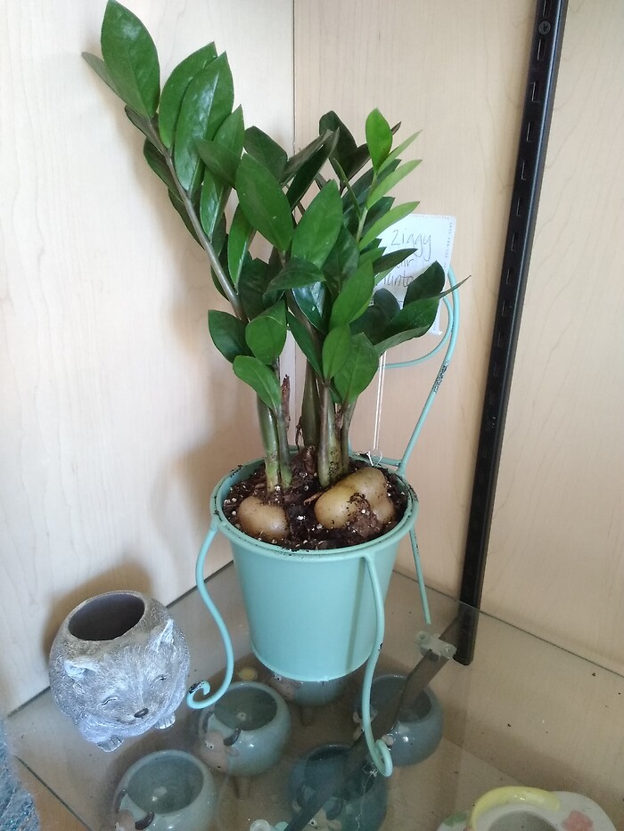 6 inch ziggy in chair planter
