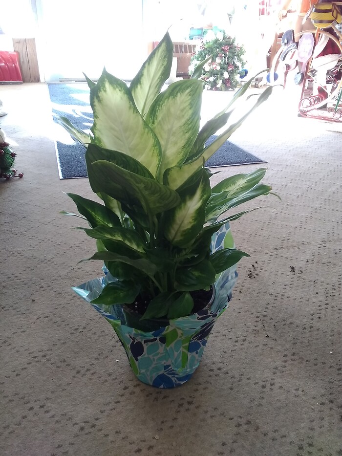 6 inch Dieffenbachia