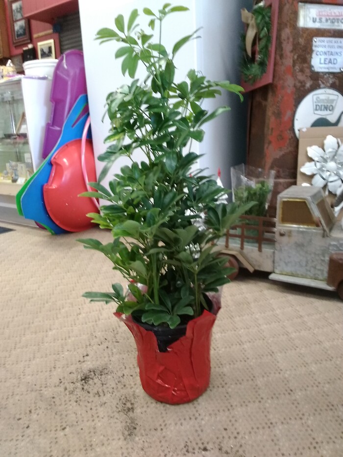 8 inch Umbrella Plant