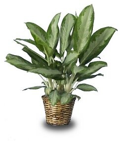 Chinese Evergreen