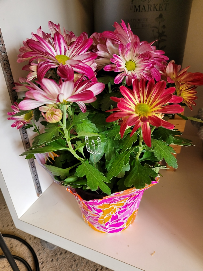 Mum Plant