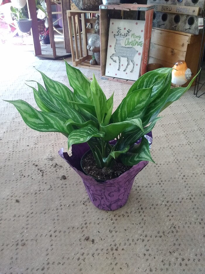 6inch Aglaonema