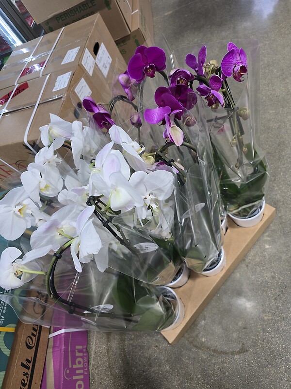 Phalaenopsis Orchid