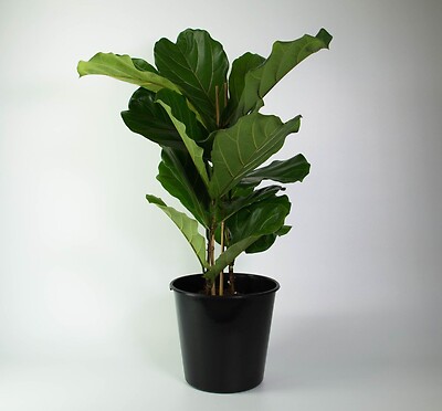 8 inch fiddle leaf