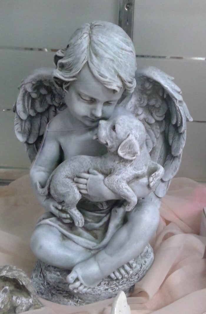 Angel boy with dog