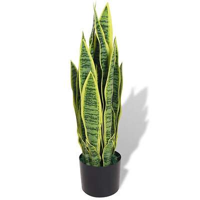 6 inch Snake plant