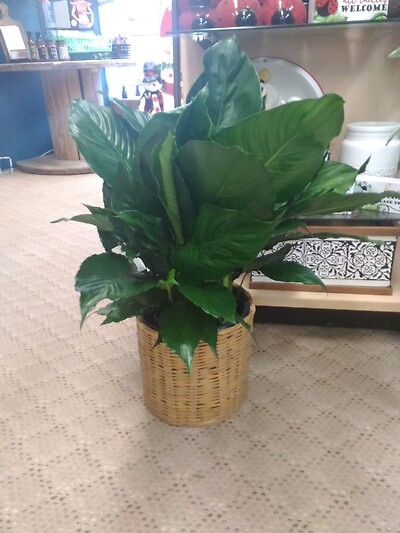 8 Inch Peace lily