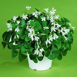 Lucky Shamrock