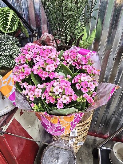 Cupid's kalanchoe