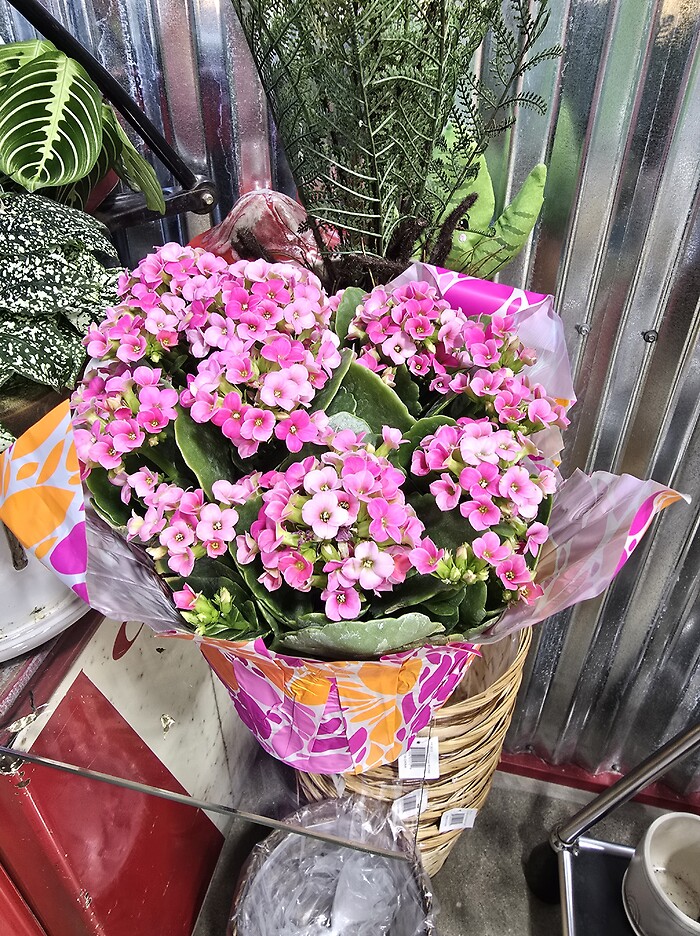 Cupid's kalanchoe