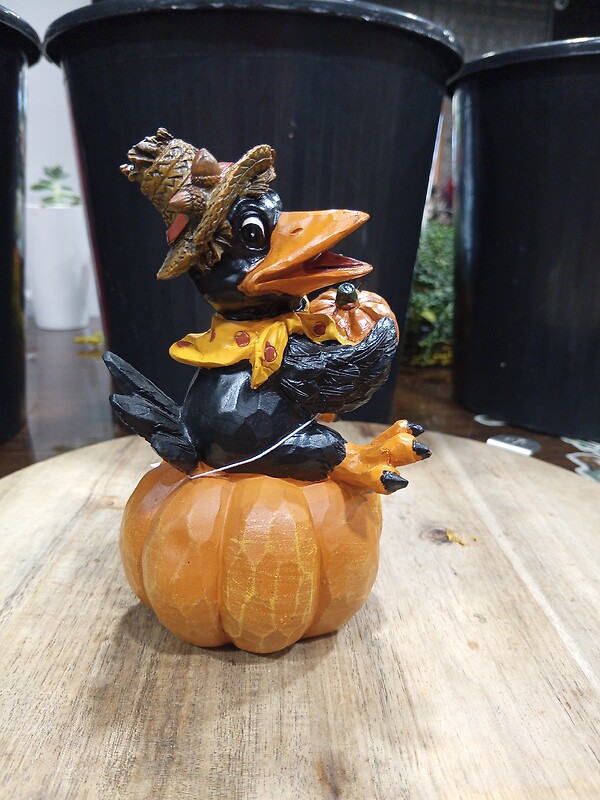 Blackbird Holding pumpkin