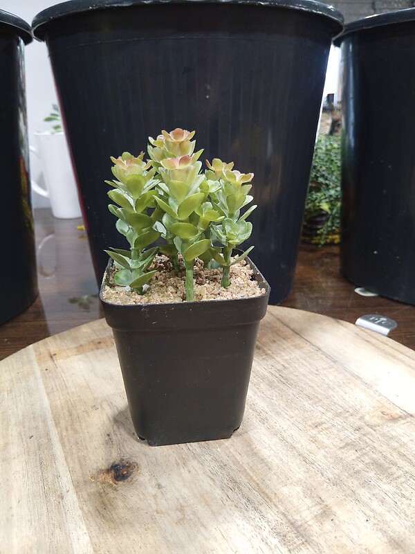 Fake Succulents