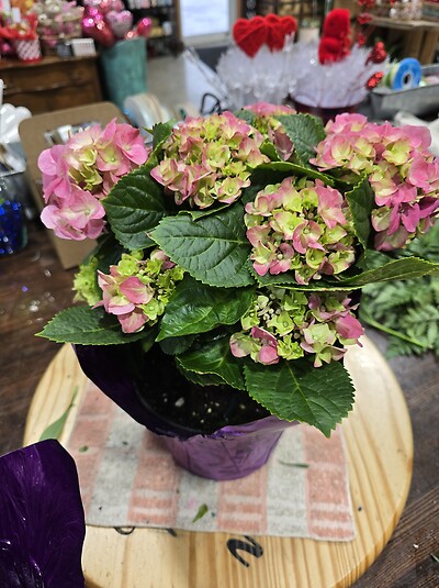 Hydrangea