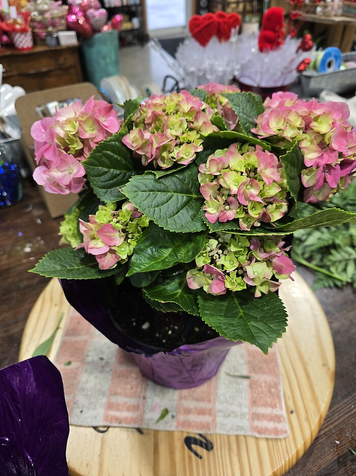 Hydrangea