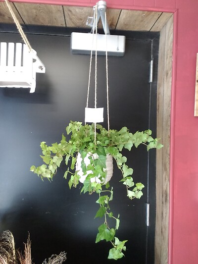 6 inch ivy in hanging ceramic pot