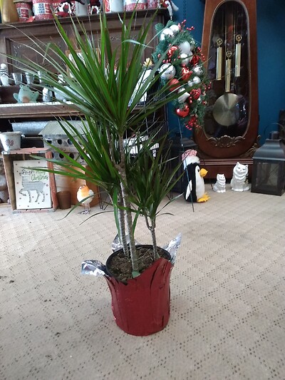 8 inch Dracaena marginata