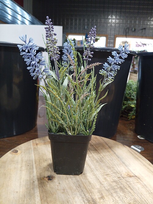 Fake Lavendar