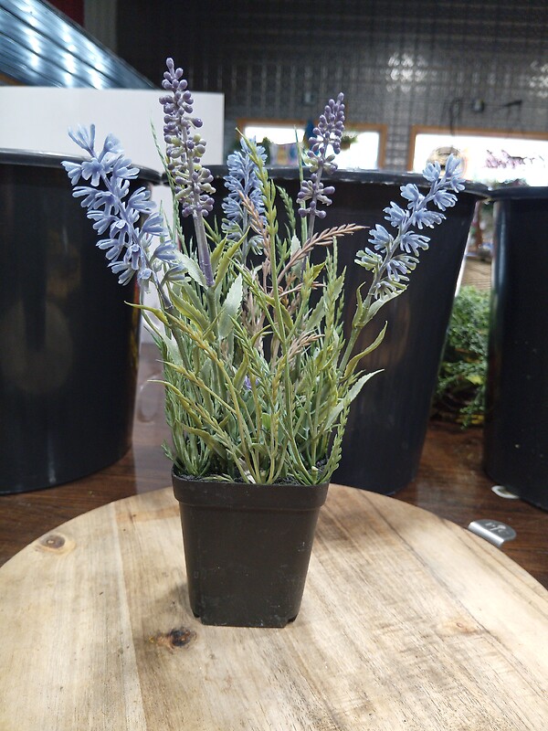 Fake Lavendar