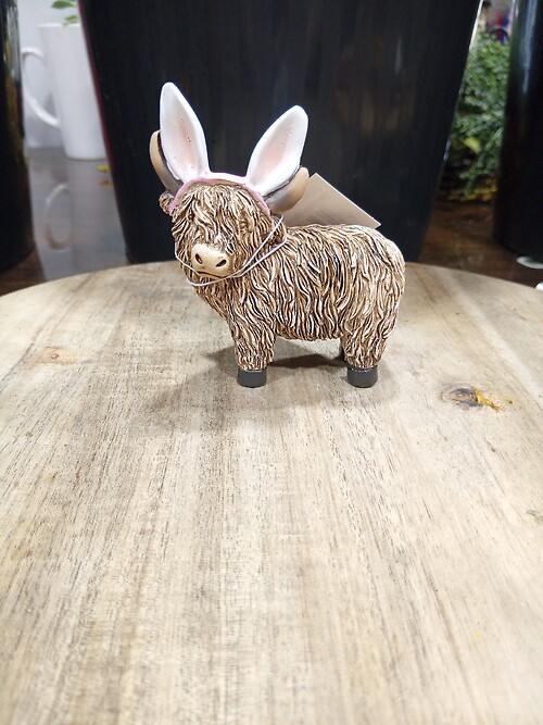 Highland with Bunny ears