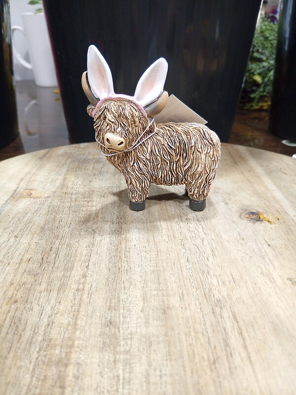 Highland with Bunny ears