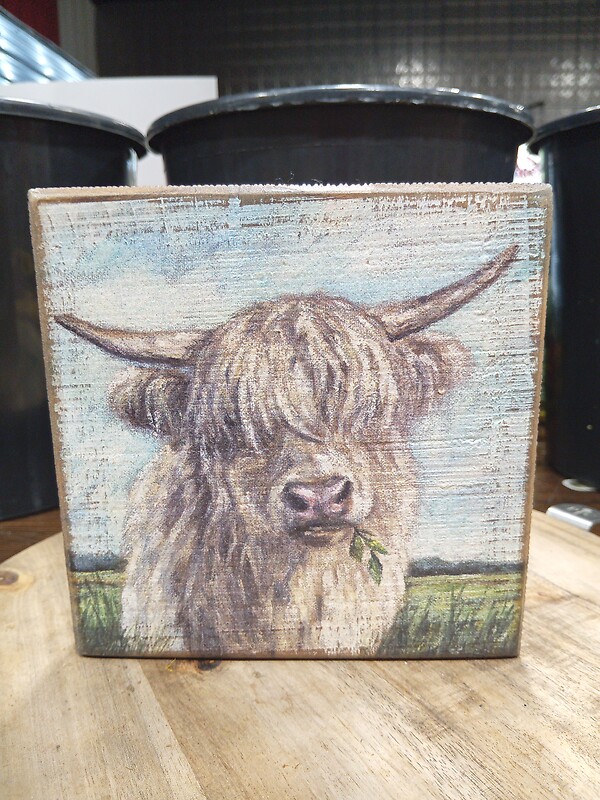 Highland Cow Photo