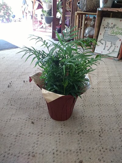 6 inch Parlor palm