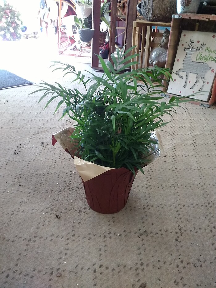 6 inch Parlor palm