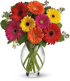 Gerbera brights