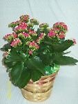 Kalanchoe