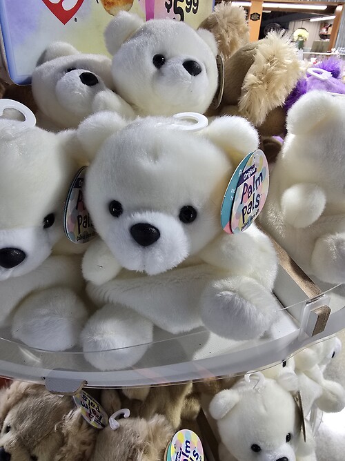 Palm Palm bear