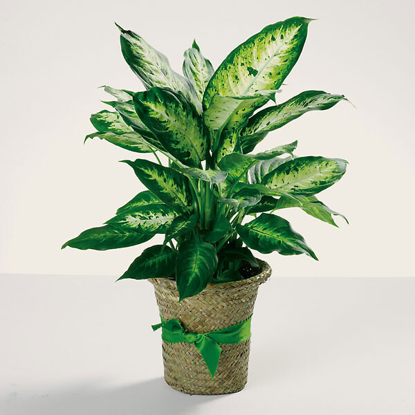 Delightful Dieffenbachia